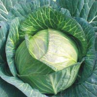 Nature Fresh Cabbage on Sale 