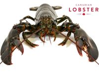 Live Lobsters and Whole Cooked Lobsters