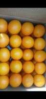 Egyptian citrus fruit