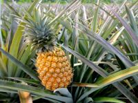 Fresh Pineapple From Indonesia