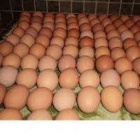 Fresh chicken brown and white eggs