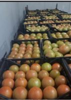 Fresh tomatoes Fast Shipping high Quality tomato from Turkey