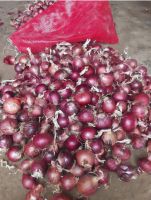 Fresh Onions Fast Shipping high Quality from Turkey