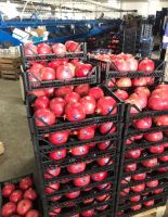 Pomegranates from Turkey Fast Shipping high quality pomegranates 