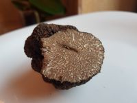 Fresh And Aromatic Uncinatum Truffles For Sale