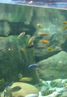 large acrylic fish tank