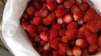 Frozen Egyptian Strawberries