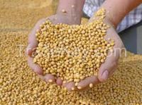 SOYBEANS