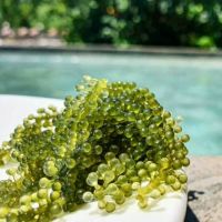  SEA GRAPES WITH GOOD PRICE FROM VIETNAM