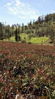 Kenyan Black Orthodox Tea