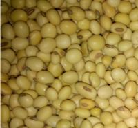 Wholesale yellow soybeans forage seed soy bean oilseed