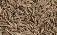 High quality cumin seeds