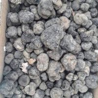 Black and White Fresh Summer French and Italian Truffle Mushrooms for Wholesale