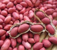 Pure and natural premium quality small size fresh red skin peanut/peanuts raw