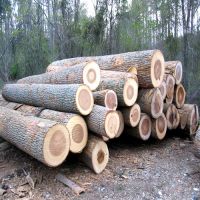 Pine round logs / pine wood / Pine wood price