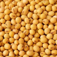 Yellow Grade 2 Non-GMO Soya/ Soja / Soybeans for Human Consumption Origin ( USA) 