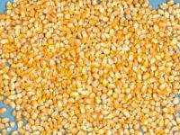 Non GMO Yellow and White Corn/Maize GRADE 1