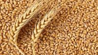 100% Organic Long Wheat Grain