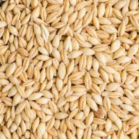 Certified Certified Grain Barley for Malt / Barley Feed