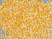 Dry Yellow Corn / White Corn Feed Grade /Animal Feed Yellow Corn/ Consumption Grade Corn