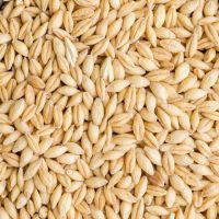 Animal Feed Barley Grains