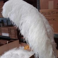 Ostrich Feathers