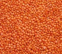 Fresh-Red lentil for Europe