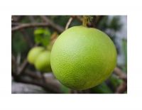 Wholesale for fresh citrus fruit / fresh pomelo fruit