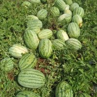 Yellow Peel red flesh seedless hybrid Watermelon Seeds for growing-Golden Seedless  3 buyers