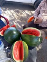 Wholesale Fresh Watermelon / Fresh Watermelon For Sale / Bulk Fresh Fruit Watermelon 