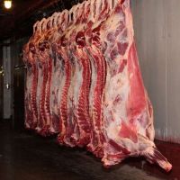 High Quality Grade A Bovine Beef Carcasse From Colombia Halal Cetified 4 Quarter Cuts Baged and Frozen