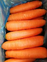 fresh carrot 