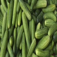 Top Quality Fresh Cucumber From Ukraine Wholesale