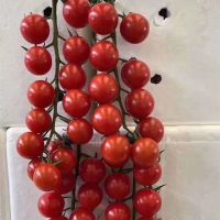 red high hybrid tomato seeds