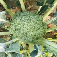 High heat resistant hybrid broccoli seeds from China