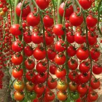 Vegetable seeds TY virus resistance from China's big red high hybrid tomato seeds 