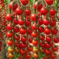 Vegetable seeds TY virus resistance from China's big red high hybrid tomato seeds