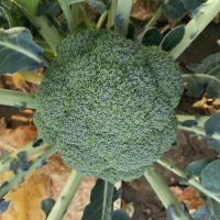 High heat resistant hybrid broccoli seeds from China