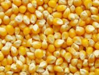 Yellow Corn