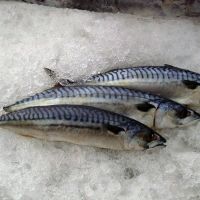 Frozen Mackerel fish 