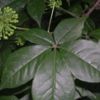 Siberian Ginseng P.E.