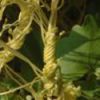 St.John's Wort P.E.