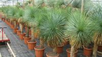 Yucca linearifolia