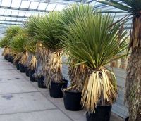 Yucca faxoniana