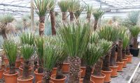 Yucca carnerosana