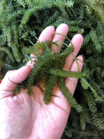 SEA GRAPES WITH CHEAP PRICE HIGH QUALITY //Kathy: +84813366387