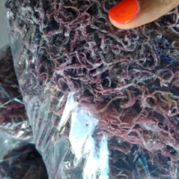 Wild harvested Sea moss