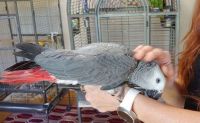 African Grey Parrots for sale