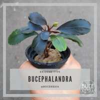 Bucephalandra Sp. Red Lemon