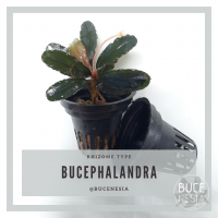 Bucephalandra Sp. Beauty Killer